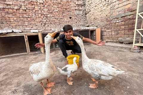 Pet House Me Long Neck Ducks Agai 😍