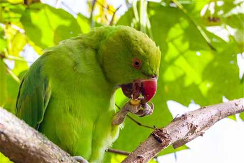 How To Feed Parakeets Fruits And Vegetables