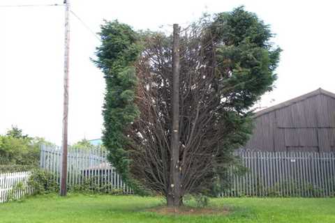 Owler Barrow Tree Surgeons 24 Hour Emergency Tree Services Dismantling Removal & Felling