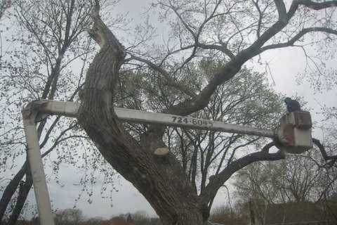 Martland Mill Tree Surgeons 24-Hr Emergency Tree Services Dismantling Felling & Removal