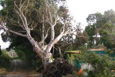 Longshoot Tree Surgeon Tree Dismantling Removal & Felling across Longshoot