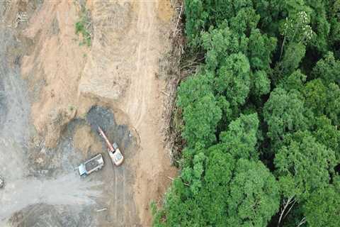 Are the earth's forests disappearing?