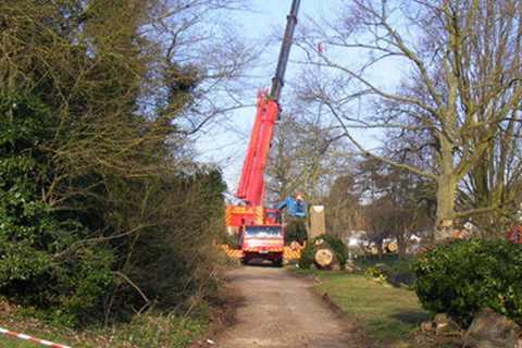 Little Moor End Tree Surgeons Tree Felling Removal And Dismantling across Little Moor End