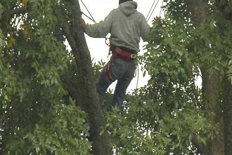 What is urban forestry arboriculture?