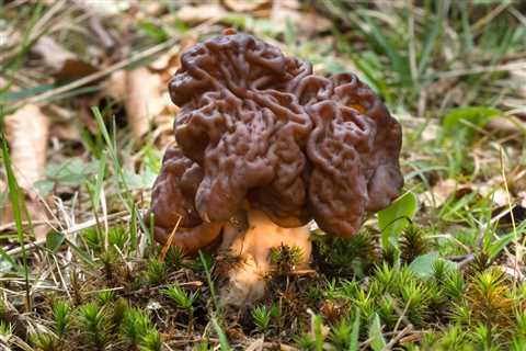 Death Cap Mushroom in Ohio Guide (2023)