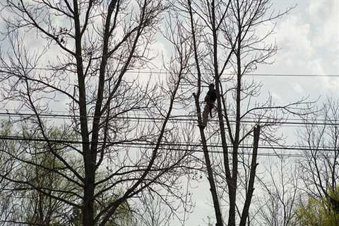 Higher Marston Tree Surgeons Tree Dismantling Removal And Felling across Higher Marston