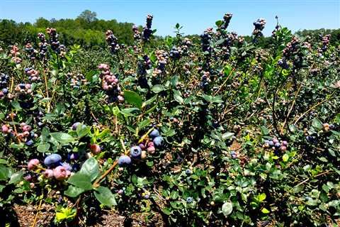 Where To Go Blueberry Picking Near Orlando at Family-Friendly Farms