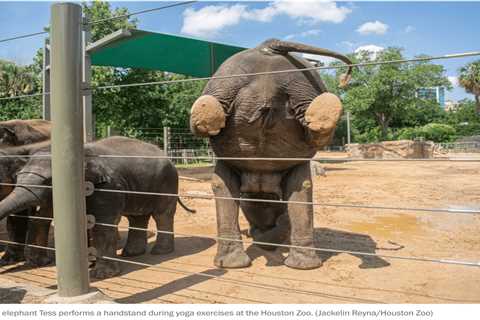 Real Elephant Yoga