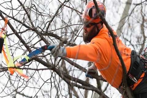 What's the difference between a forester and an arborist?