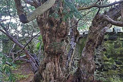 The Fortingall Yew - An Ancient Symbol of Immortality