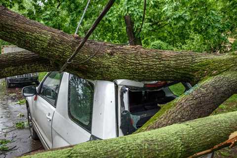 Storm Damage Cleanup: Who to Call for Tree Removal