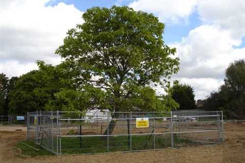 The Importance of Inspection and Protection of Trees