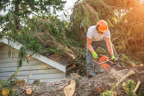 How to Deal With a Tree Removal Emergency