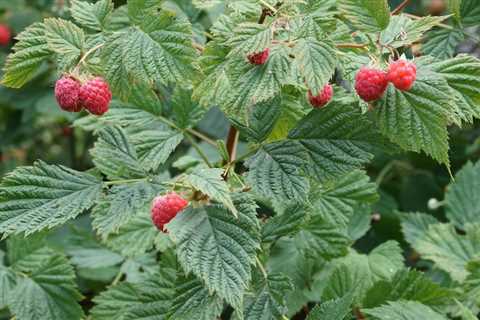 Soil Requirements For Planting Raspberries