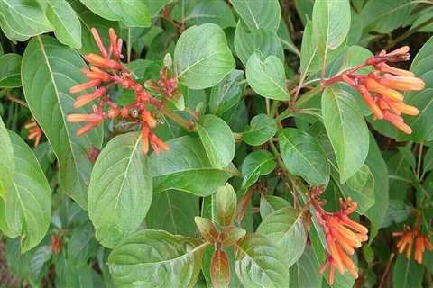 Native Plants for Wind-Tolerant Landscaping in Central Florida