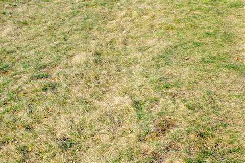 Are Brown Spots in Grass Caused by Pests?