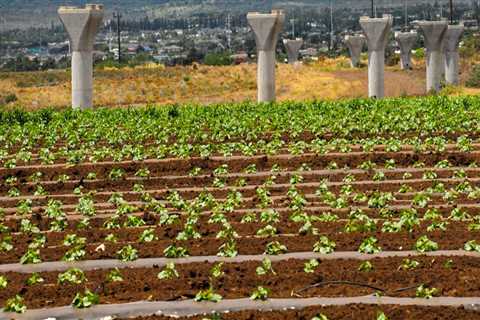 Urbanization's Impact on Oahu's Farms