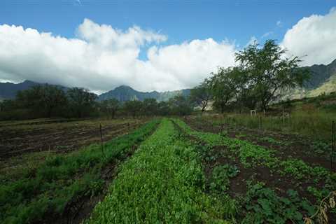 How Much of Oahu's Agricultural Production is Used for Human Consumption?