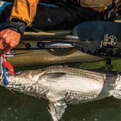 Low-Impact Tactics for Summer Stripers