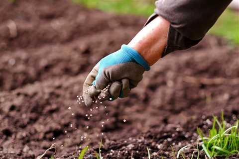 Here is the BEST Time to Fertilize Alchemilla in Alaska (2023 Guide)