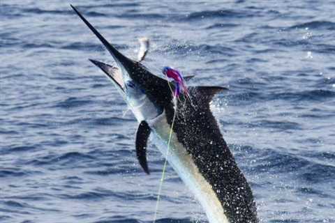 Fabulous October Mixed Marlin Bite!