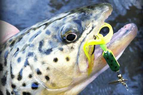 The Best Trout Lures For Rivers And Streams: Our Picks For Must-Have Trout Lures