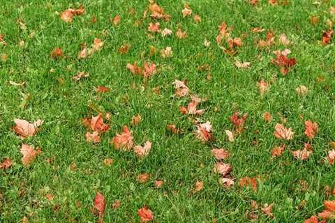 How to Keep Your Grass Green During the Fall Season