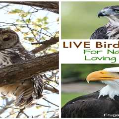 Live Bird Cams to Watch