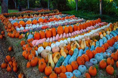 Experience the Unique Pick-Your-Own Orchards in Dripping Springs, Texas