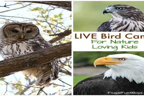 Live Bird Cams to Watch