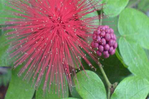 Discovering Native Plants for Central Florida Soil