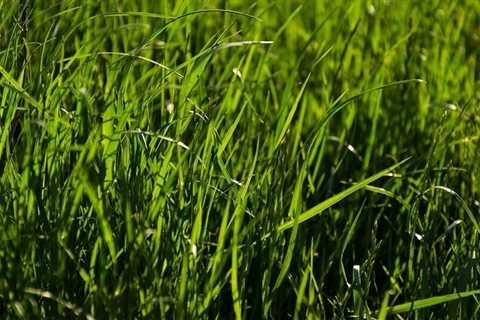 The Secret to Doing Proper Research on Drought Tolerant Grass for Your Area