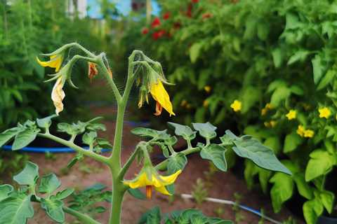 “Why are my tomato flowers falling off?”