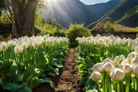 Garlic Gardening: Organic Techniques for Potent Harvests