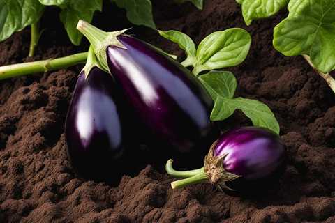 Eggplant Excellence: Organic Care for Plump Fruits