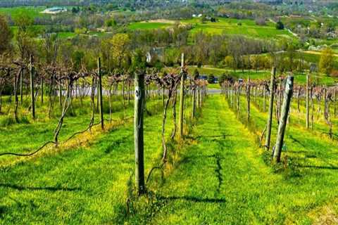 Exploring the Best Vineyards in Dulles, Virginia