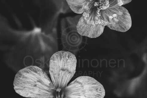 Two Flowers (Black And White)