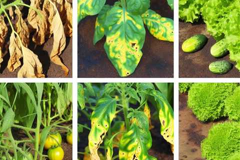 “What are the signs of overwatering in vegetable plants?”