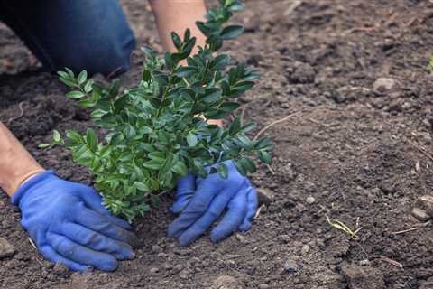 Planting Shrubs in the Fall: Is it Possible?