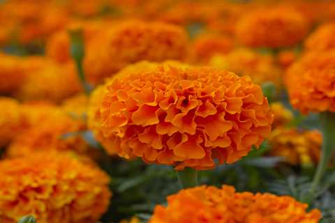 Planting Vibrant Marigold Seeds in a Pot