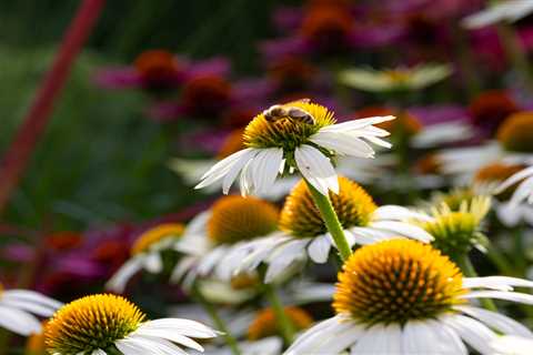 Optimal Timing for Planting Coneflower Seeds