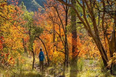 Discovering the Best Fall Foliage Trails in Hays County, TX