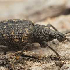 Carpet Beetles in Rhode Island Guide (2023)
