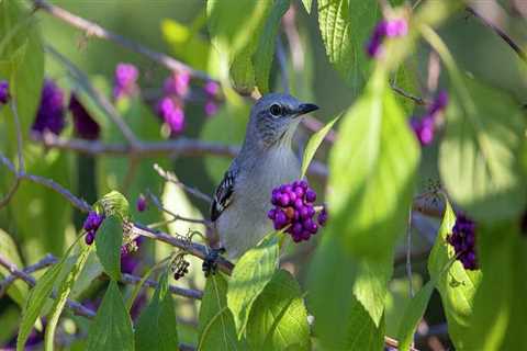 Attracting Birds to Your Garden in Conroe, Texas