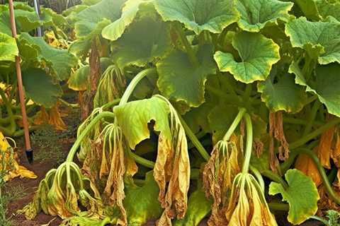 “Why are my squash plants wilting?”