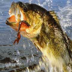 Ideal Salinity Levels for Bass Fishing in Northern VA