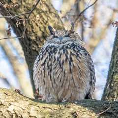 One Flew Over the Zoo