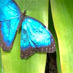 Making a Difference in Butterfly Conservation in Southwest Florida