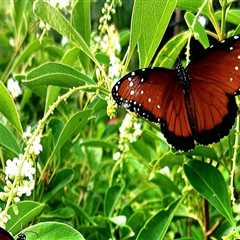 Creating a Sustainable Butterfly Garden in Southwest Florida