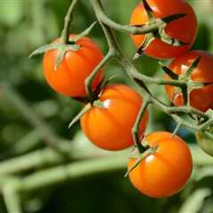 Maximize Tomato Harvest: Top 10 Organic Gardening Tips to Triple Yield